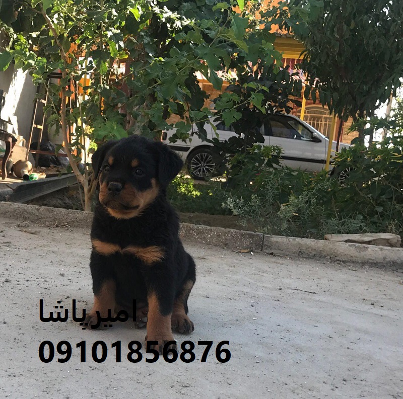 🐕‍🦺 روتوایلرِ قویِ ما — آمادهٔ گارد، محافظت و همراهی حرفه‌ای!