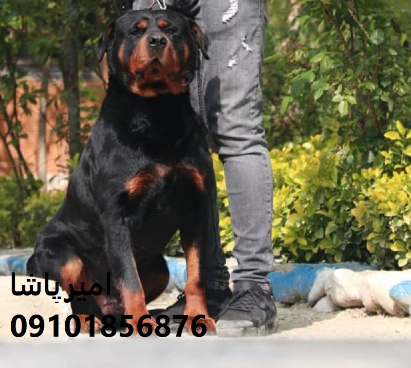 🐕‍🦺 روتوایلرِ آماده گارد و نگهبانی داریم! اروپایی + آمریکایی