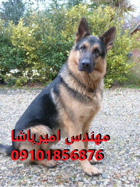 فروش سگ ژرمن شپرد اصیل در مجموعه امیرپاشا | محمدشهر - نگهبان وفادار و دوست‌داشتنی