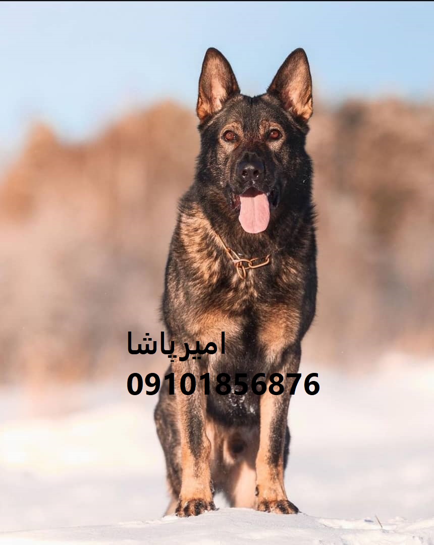 فروش توله سگ ژرمن شیپرد اصیل | مجموعه امیرپاشا در محمدشهر - بهترین همراه و نگهبان!