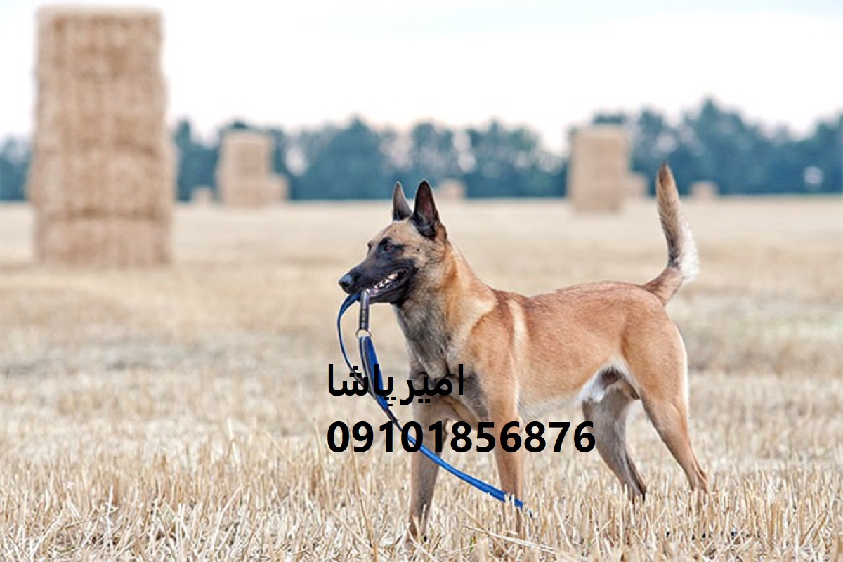 توله مالینویزِ هوشِ شگفت‌انگیز، انرژی بی‌پایان، وفاداری بی‌قید در محمدشهر