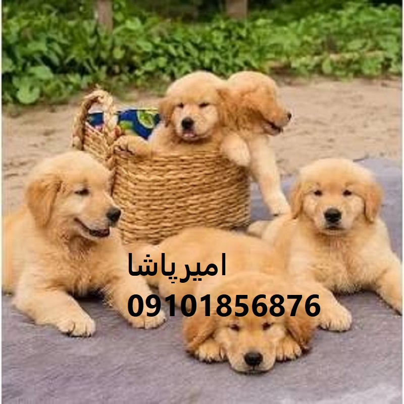 توله گلدن رتریورِ  لبخندی زنده با پشمالوی طلایی در محمدشهر