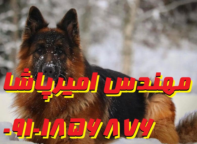 فروش سگ‌های ژرمن شپرد اصیل و آموزش‌دیده | مجموعه امیرپاشا در محمدشهر
