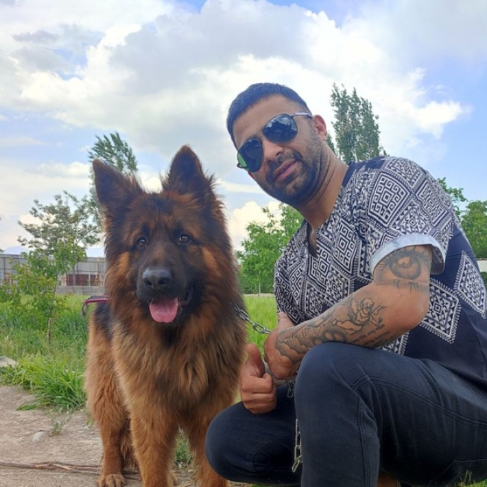 سگ ژرمنشپهرد فروش سگهای ژرمنشپرد 