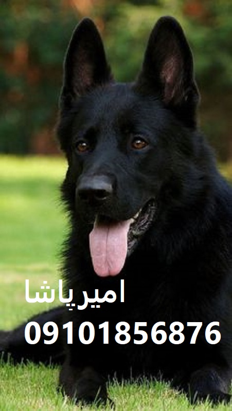 فروش ژرمن شپردِ عملیاتی — اصیل (ورک لاین/موبلند/سیبل) در محمدشهر