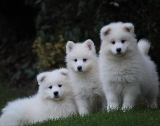 فروش سگ‌های سامویید اصیل | مجموعه امیرپاشا در محمدشهر - همراهی وفادار و دوست‌داشتنی