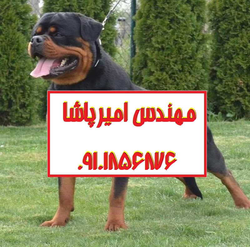🔹 روتوایلرِ ما، نه یک سگ — یک نیروی امنیتیِ وفادار با اصالت بین‌المللی