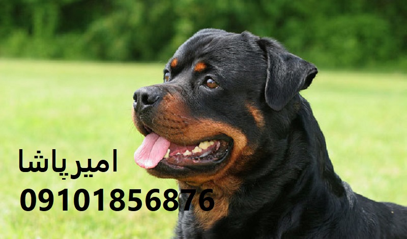  خرید تخصصی سگ روتوایلر اروپایی و آمریکایی با اصالت کامل
