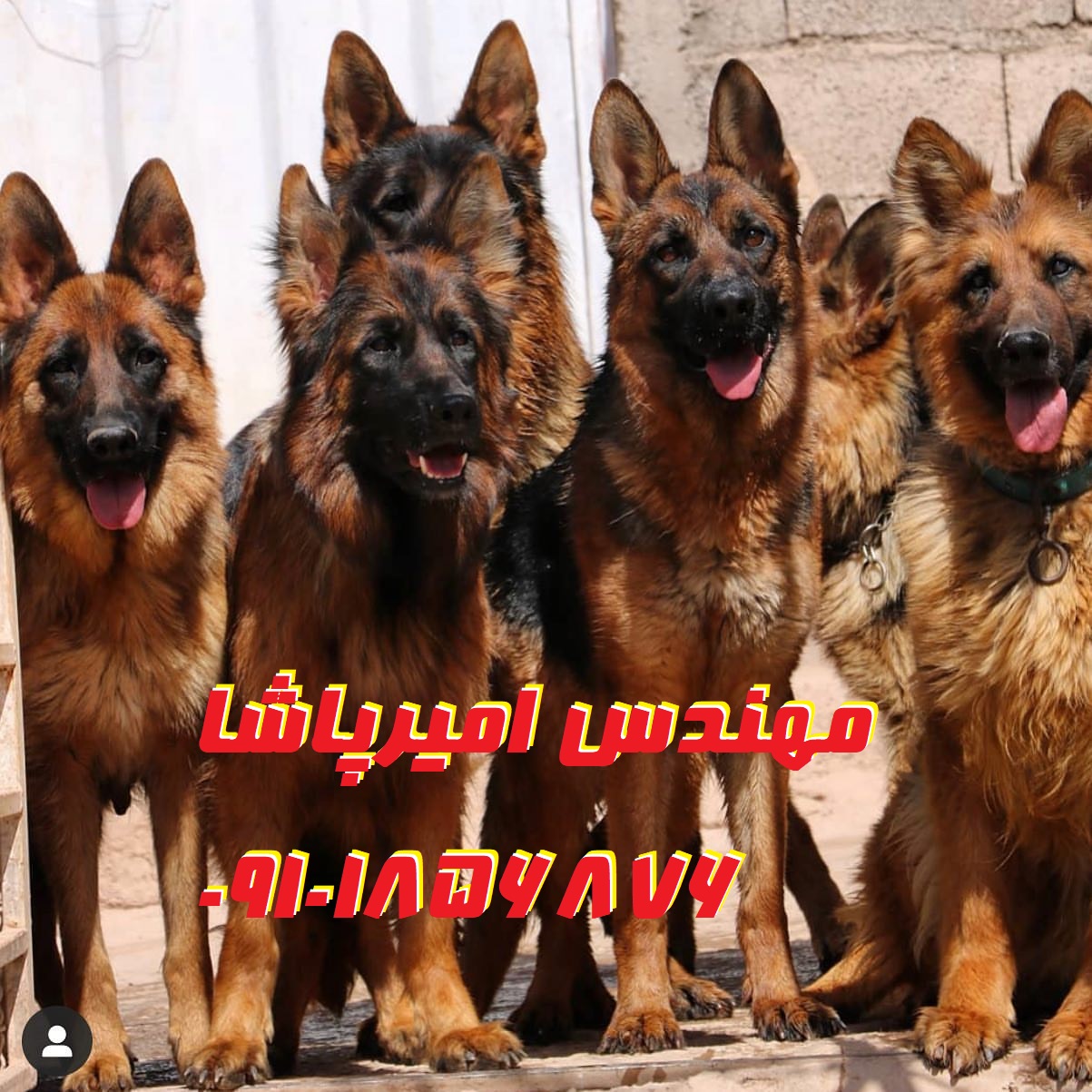 فروش توله سگ ژرمن شیپرد - باشگاه سگ های نگهبان امیرپاشا