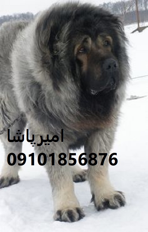فروش قفقازیِ — نگهبانِ غول‌پیکرِ مزرعه و ویلا، با قلبی وفادار در محمدشهر