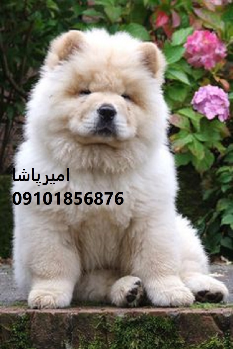  چاوچاوِ ما، فقط “خوشگل” نیست… یه اثر هنریِ زنده، با چهره‌ای خرس‌وار، نگاهی باشکوه و قلبی وفادار است