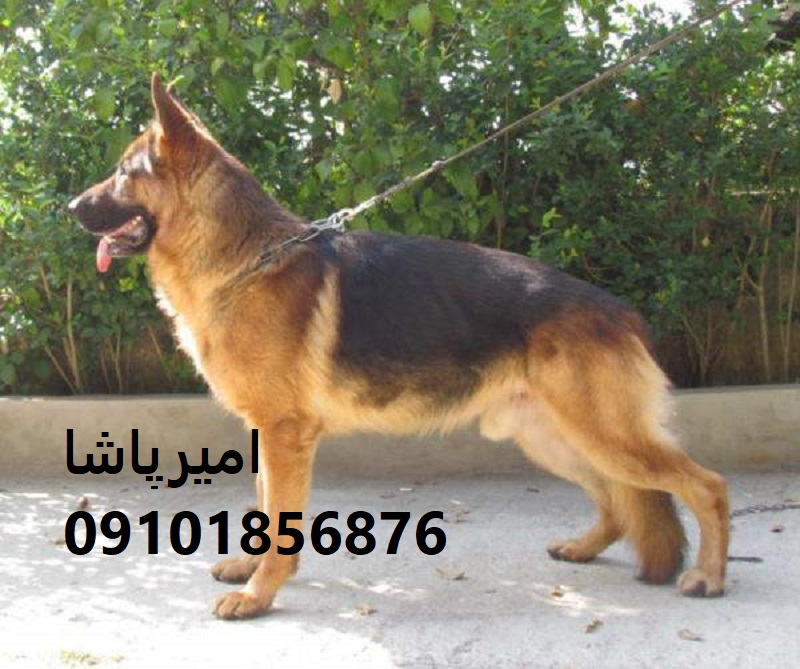 🐕🦺 ژرمن شپردِ آماده کار داریم! ورک لاین + موبلند + کلاسیک