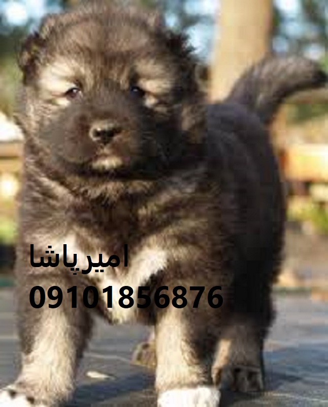 فروش قفقازیِ نگهبانی — اصیل ترکمن در محمدشهر