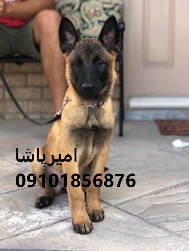 عرضه و فروش رسمی سگ نژاد مالینویز — اصیل، واکسینه و آموزش‌دیده