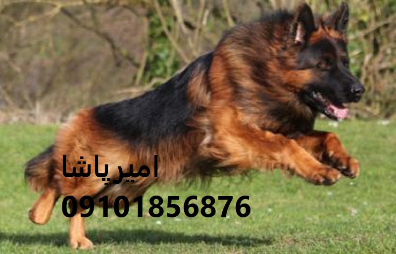 🛡️ ژرمن شپردِ ما، نه حیوان خانگی… یک قهرمانِ زنده‌ست!