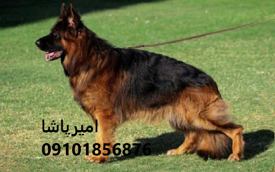 🐕‍🦺 ژرمن شپرد اصیل ورک لاین، موبلند، کلاسیک و سیبل — واکسینه ✅ آموزش دیده 🎯 قرارداد رسمی 📜 — تنها مجموعه مجوزدار ایران: امیرپاشا | ارسال به تمام ایران