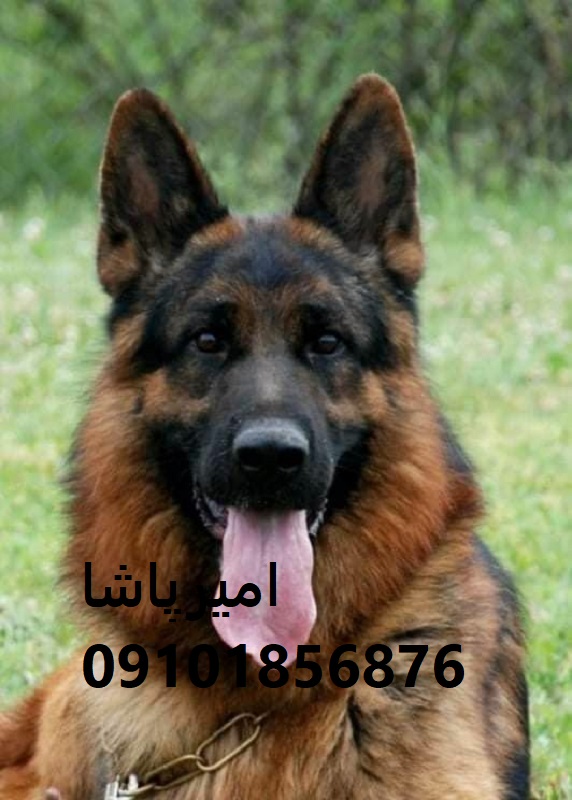 توله ژرمن شپردِ هم شاهکار نژاد، هم وفادارِ دل‌سپردگی‌ناپذیر