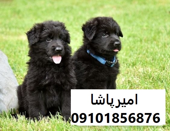 فروش توله سگ ژرمن بلک اصیل در مجموعه امیرپاشا | محمدشهر - نگهبانی وفادار و باهوش!