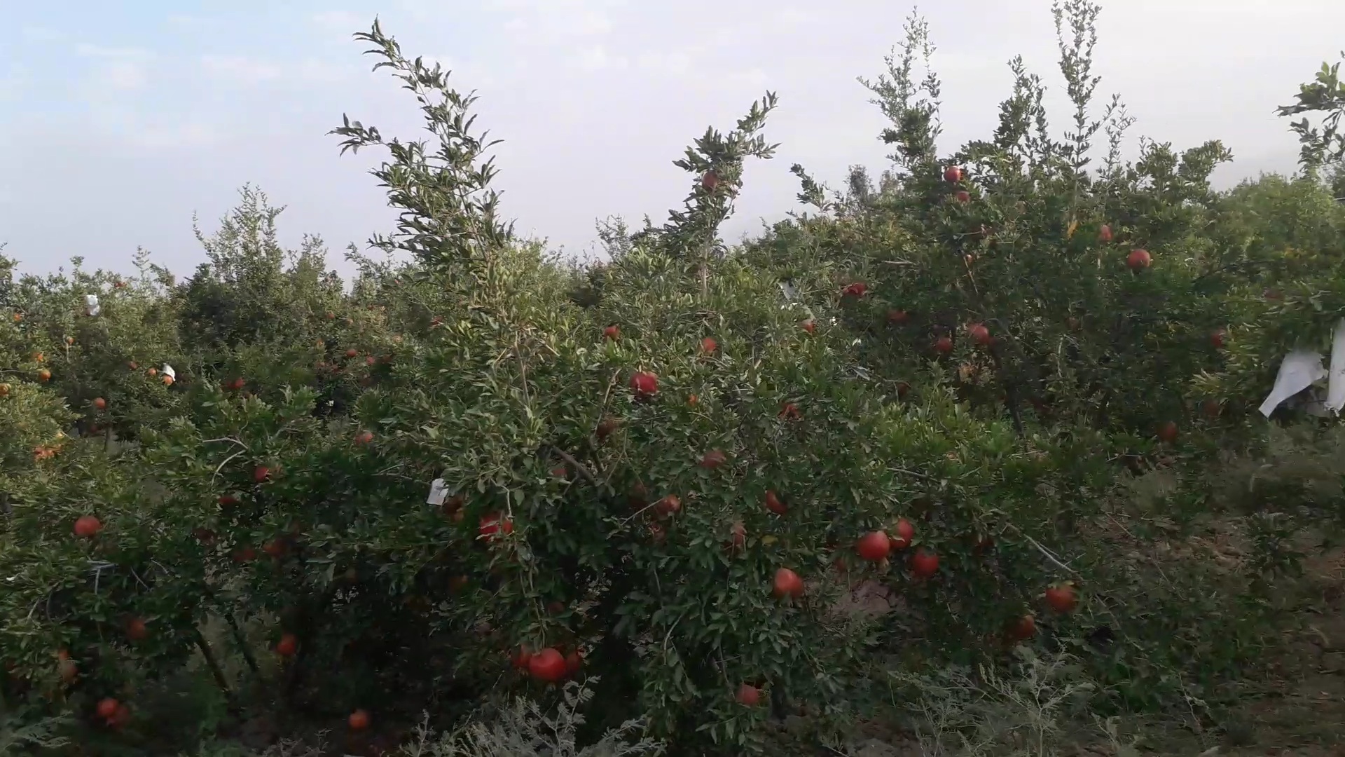 باغ انار قیمت مناسب