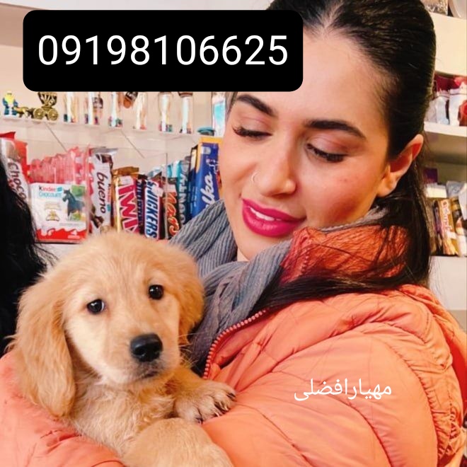 فروش  سگ گلدن رتریور 