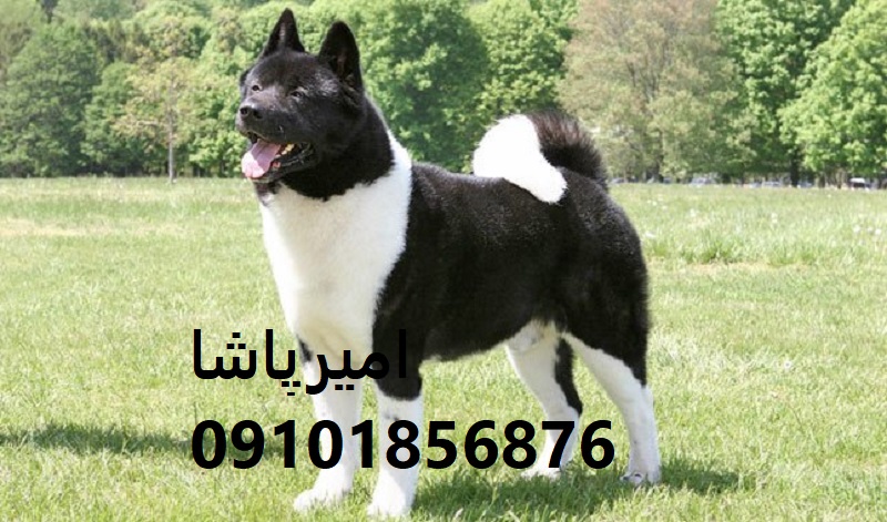 🐺 آکیتای ژاپنی و آمریکاییِ آماده همراهی با کلاس داریم! اصیل ✅ واکسینه ✅ با آموزش رفتاری