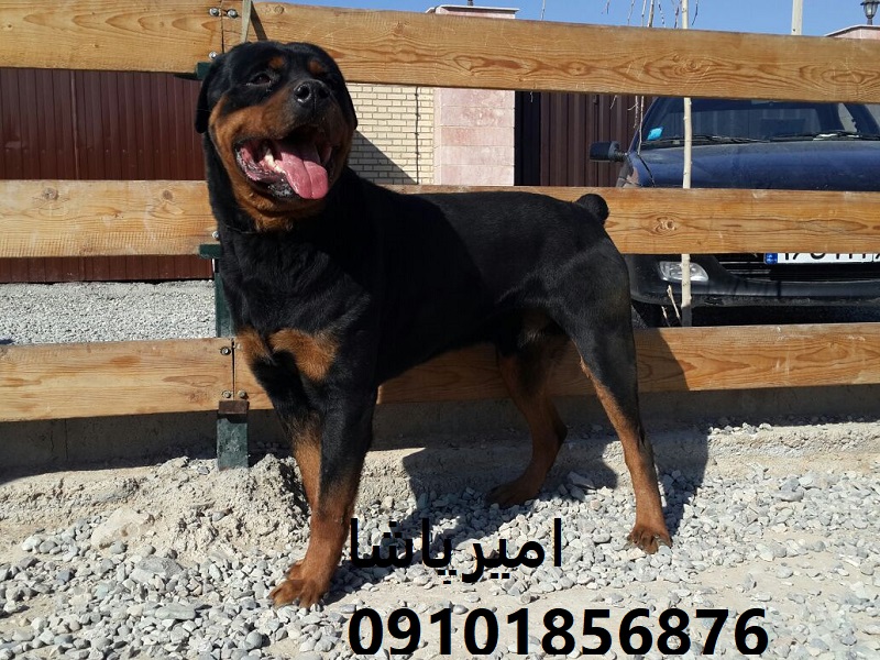 🐕‍🦺 روتوایلرِ ما — نیروی امنیتیِ زنده برای خانه، مزرعه و کسب‌وکار شما!