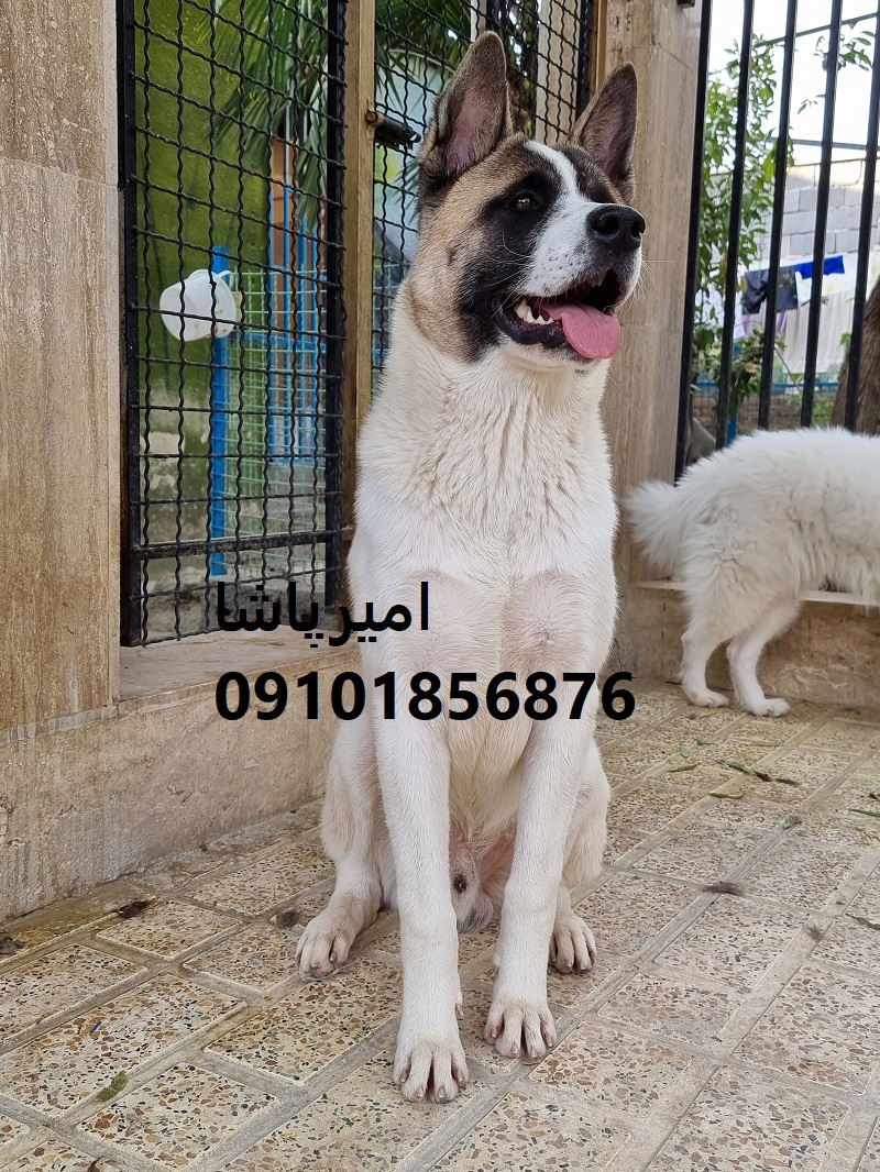 آکیتای اصیل ژاپنی و آمریکایی فقط از امیرپاشا، مجوزدار ایران