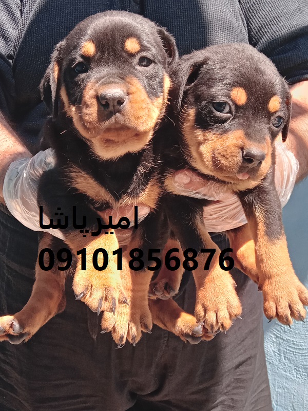 توله روتوایلرِ قوی مثل سنگ، باهوش مثل یه استراتژیست در محمدشهر