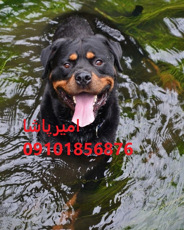 فروش روتوایلرِ قوی مثل یه غول،در محمدشهر