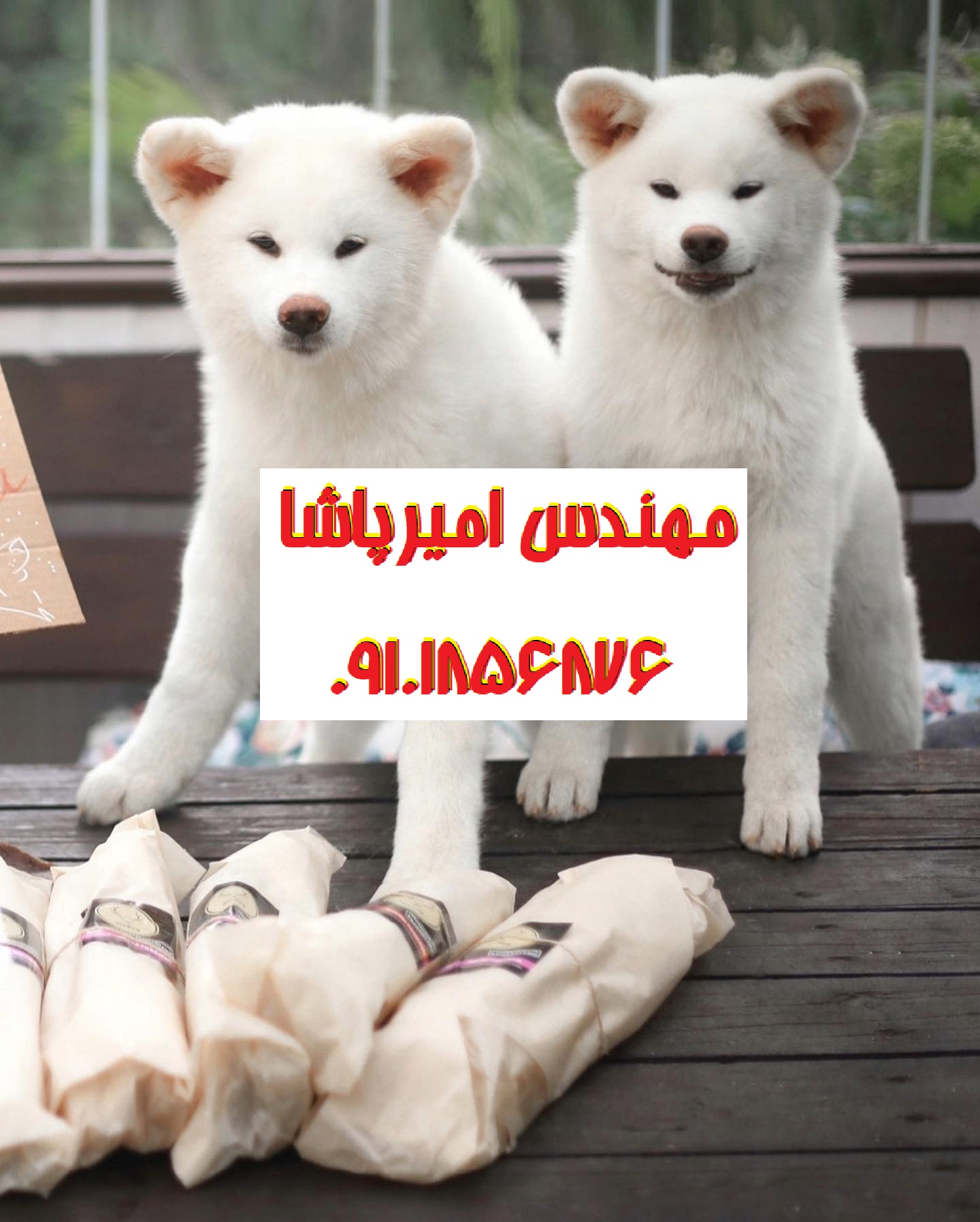 فروش سگ آکیتا آمریکایی اصیل | مجموعه امیرپاشا در محمدشهر - همراهی وفادار و شجاع