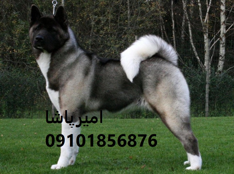 🐺 آکیتای باشخصیتِ ما — آمادهٔ همراهیِ باکلاس، محافظت و حضورِ شاهانه