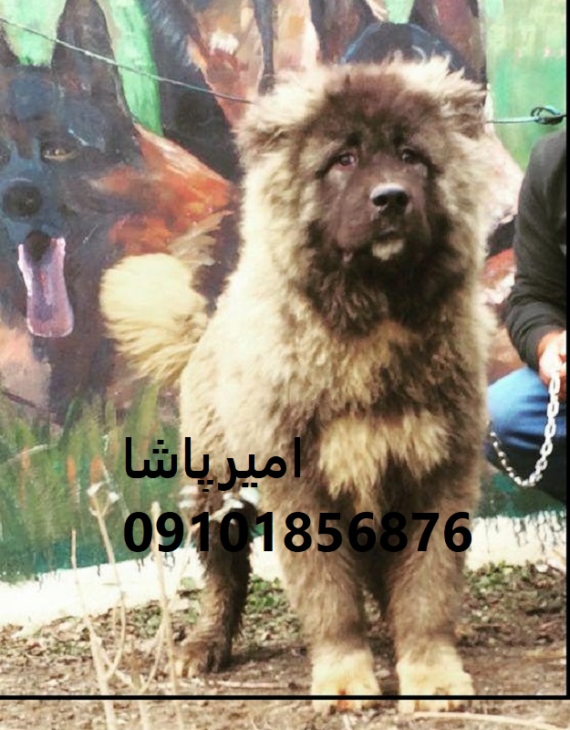 عرضه و فروش رسمی سگ نژاد قفقازی — اصیل، واکسینه و آموزش‌دیده