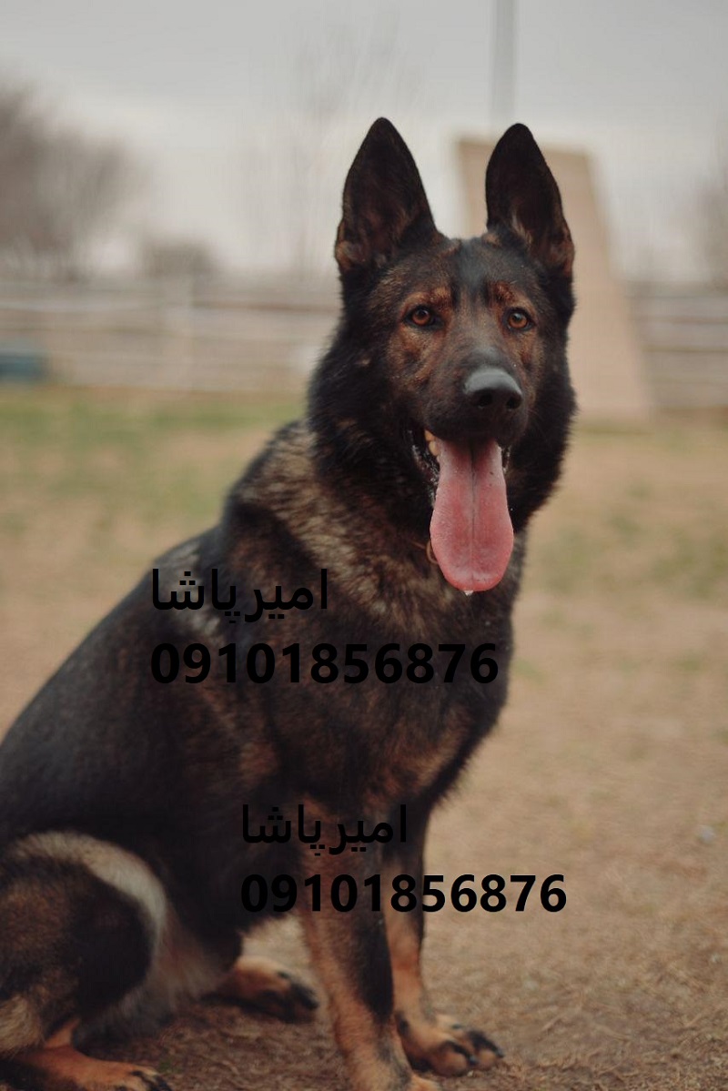 🏆 ژرمن شپردِ چندمنظوره‌ی ما — آمادهٔ گارد، همراهی و ورزش!