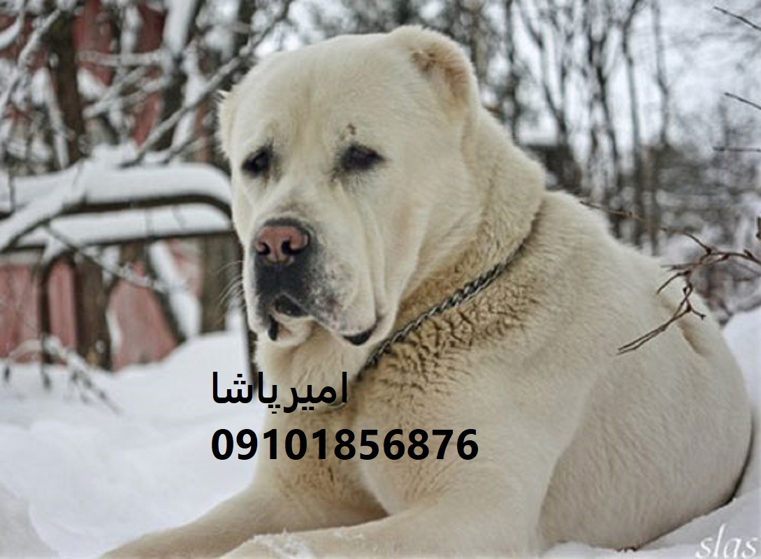 فروش آلابای اصیل ترکمن — نگهبانِ غول‌پیکرِ در محمدشهر