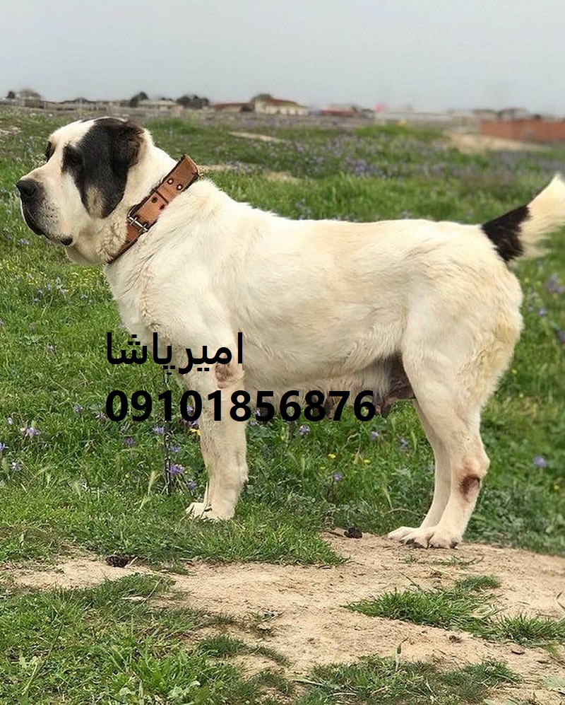 🐺 آلابایِ آماده نگهبانی مزرعه و ویلا داریم! اصیل ترکمن