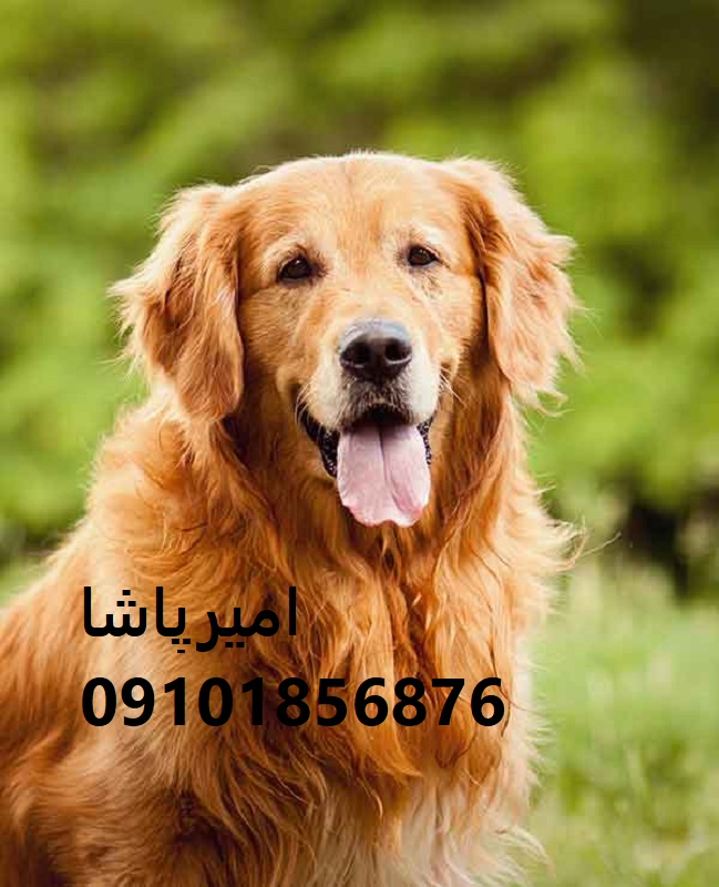 توله روتوایلرِ قوی مثل سنگ، باهوش در محمدشهر