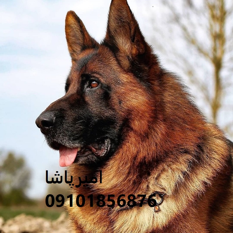 🏆 ژرمن شپردِ هوشمندِ ما — آمادهٔ همراهی، گارد و ورزش! ✅ اصیل + واکسینه + آموزش عملی