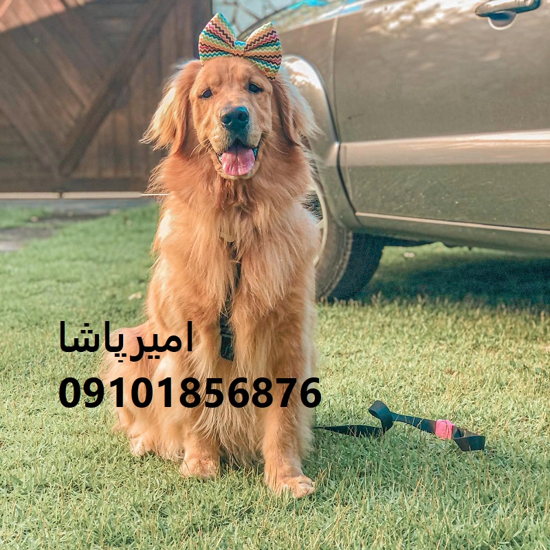 💛 گلدن رتریورِ آماده خانواده داریم! واکسینه ✅ اصیل ✅ با آموزش اولیه